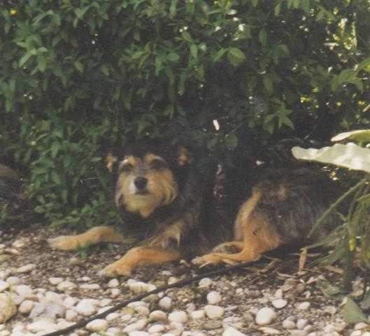 Susi