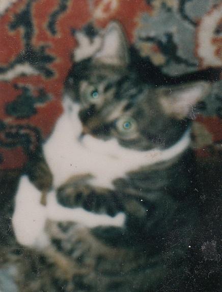 muschi